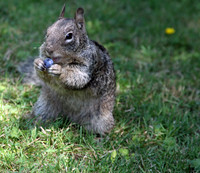 Animals Along the Way